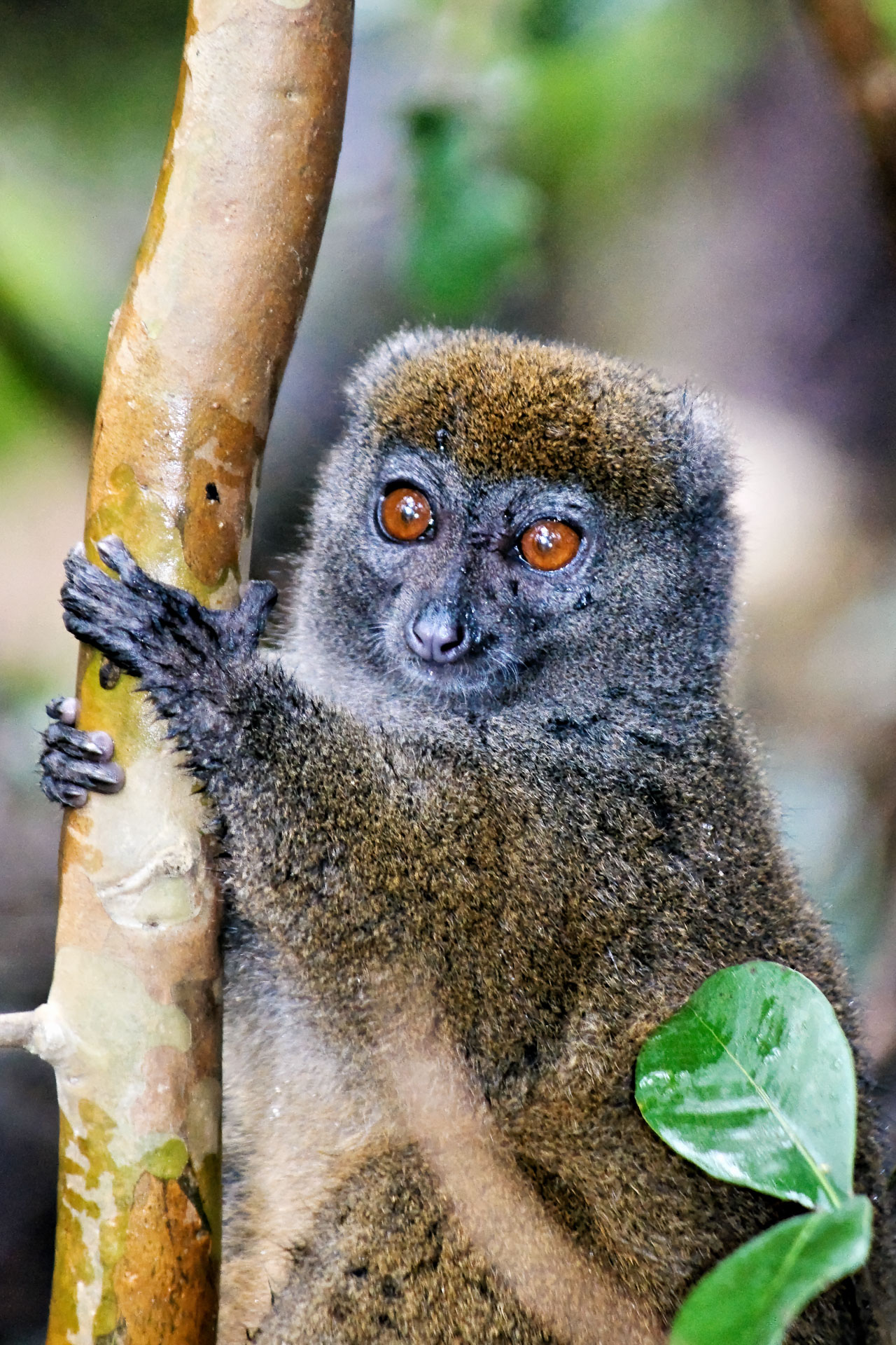 Bambuslemur (Prolemur simus)